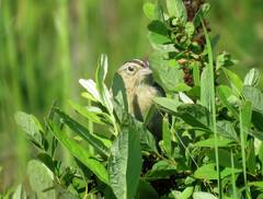 Ammodramus savannarum