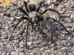 Aphonopelma gabeli