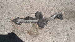 Malayopython reticulatus