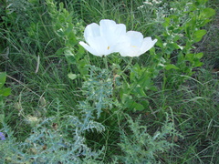 Argemone pleiacantha