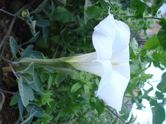 Datura wrightii