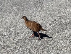 Gallirallus australis australis