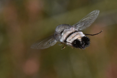 Meomyia
