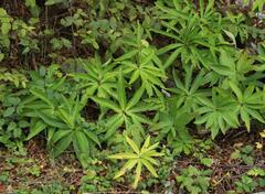 Helleborus multifidus istriacus