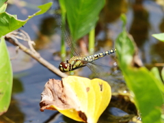 Hydrobasileus brevistylus