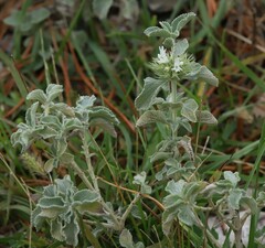 Marrubium incanum