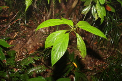 Abrophyllum ornans