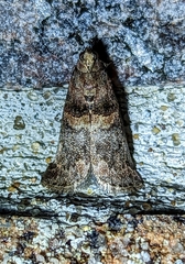 Acrobasis angusella