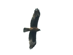 Hieraaetus morphnoides