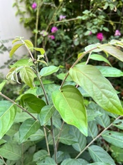 Glochidion philippicum