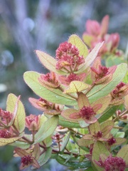 Angophora hispida