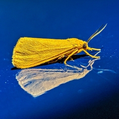 Virbia aurantiaca