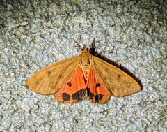 Virbia aurantiaca