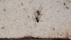 Steatoda grossa