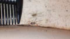 Steatoda grossa