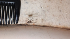 Steatoda grossa