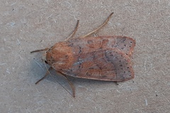 Agrochola pistacinoides