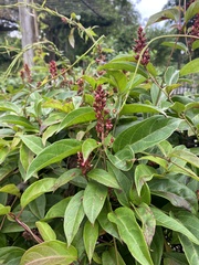Urceola polymorpha