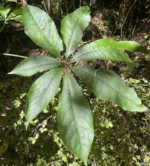Schefflera digitata