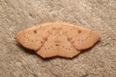Cyclophora puppillaria
