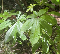 Schefflera digitata