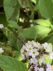 Toxorhynchites speciosus