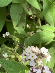 Toxorhynchites speciosus