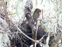 Hieraaetus morphnoides