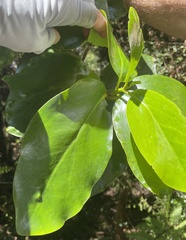 Griselinia lucida