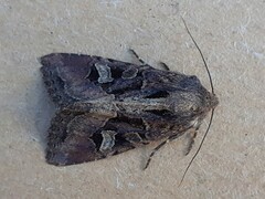 Trigonophora jodea