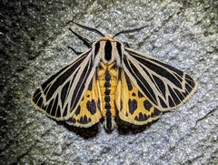 Apantesis virguncula