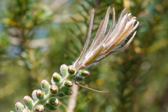 Melaleuca linearis