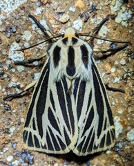 Apantesis virguncula