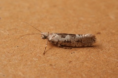 Ypsolopha sequella