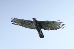 Nisaetus cirrhatus limnaeetus