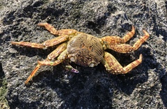 Grapsus