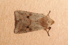 Agrochola blidaensis