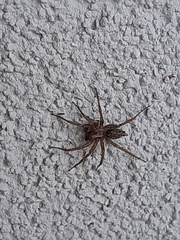 Lycosoides coarctata