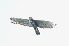 Nisaetus cirrhatus limnaeetus