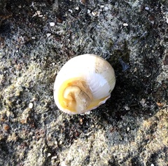 Nerita plicata