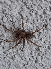 Lycosoides coarctata