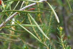 Melaleuca linearis