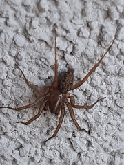 Lycosoides coarctata