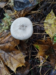 Infundibulicybe geotropa