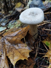 Infundibulicybe geotropa