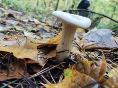 Infundibulicybe geotropa