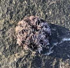 Euechinoidea