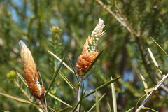 Melaleuca linearis