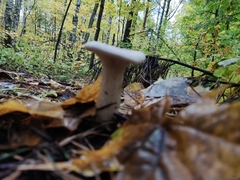 Infundibulicybe geotropa