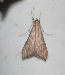 Antigastra catalaunalis